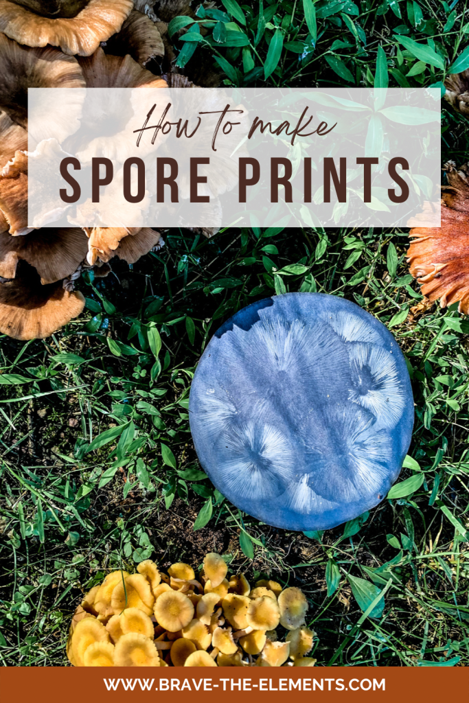 How to make spore prints from mushrooms you find in your yard